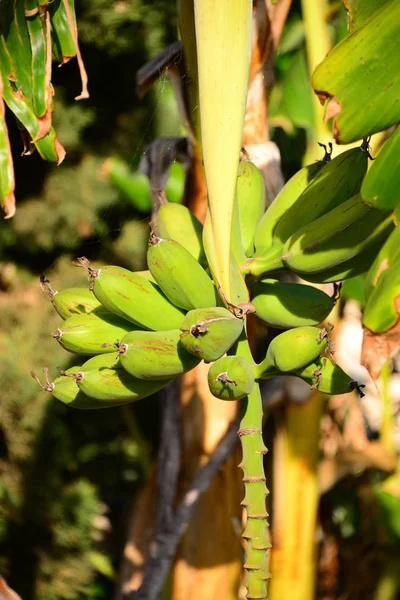 Tropische Plant Bananenboom — Stockfoto