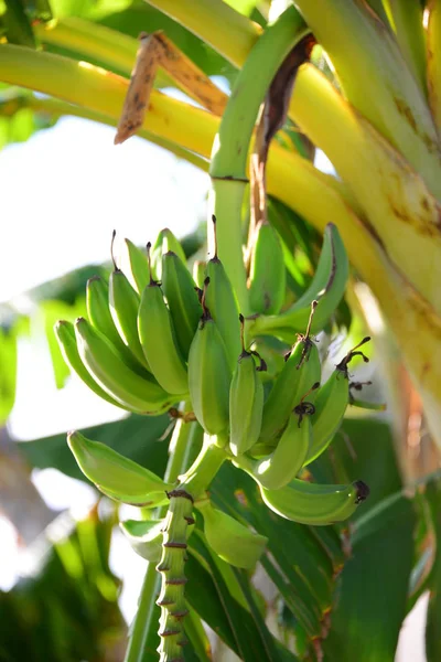 Plante Tropicale Bananier — Photo