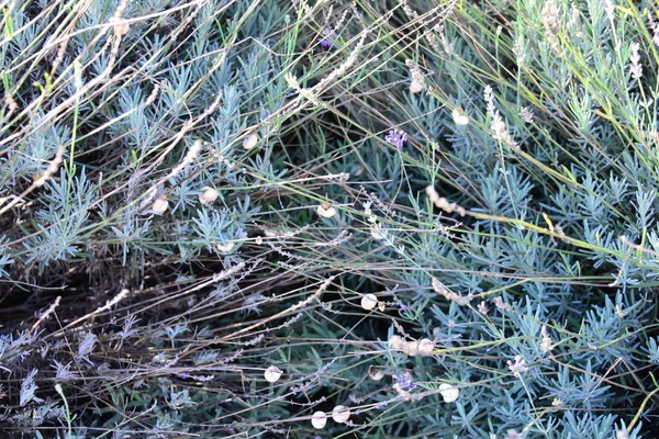 Schöne Botanische Aufnahme Natürliche Tapete — Stockfoto