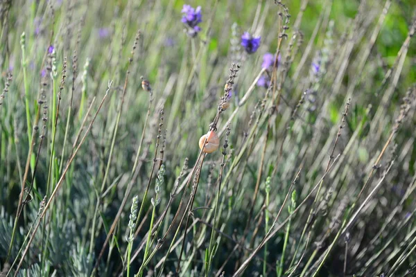 Primo Piano Una Giovane Pianta Nel Campo — Foto Stock