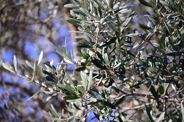 Oliven Olivenbäume Auf Mallorca Spanien — Stockfoto