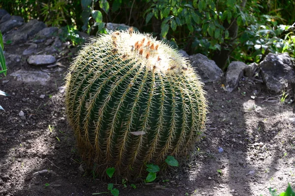 Растение Кактуса Тропическая Флора — стоковое фото