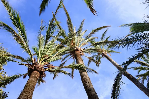 Palm Leaves Flora Nature Environment — Stock Photo, Image