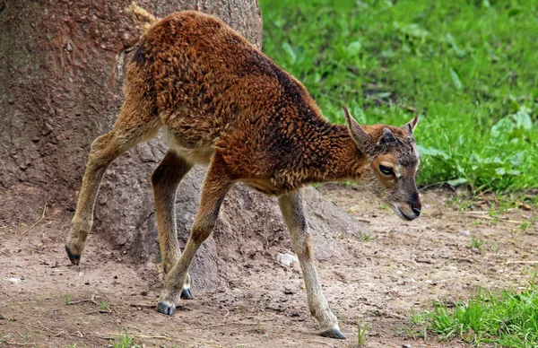 Nakomelingen Van Moeflon Ovis Orientalis Musimon — Stockfoto