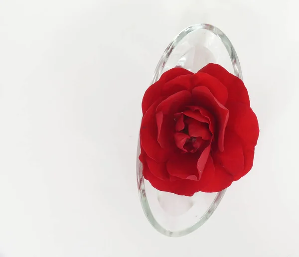 Rózsa Üveg Vázában Fehér Háttér — Stock Fotó