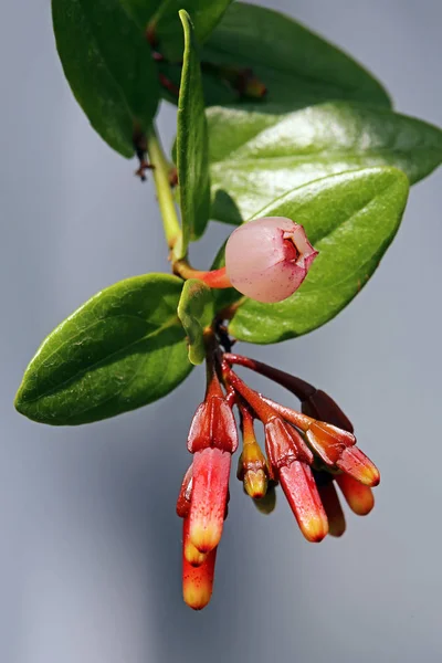 Macleania Cordifolia Flores Baga — Fotografia de Stock
