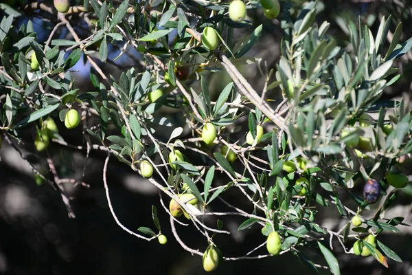 Olivträd Naturflora Och Växter Med Blad — Stockfoto