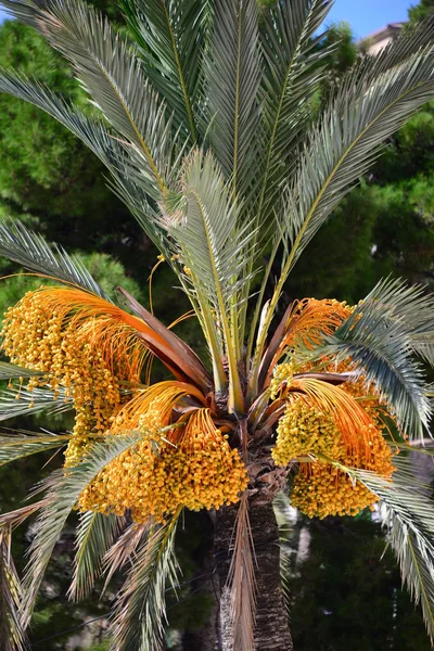 Palmeras Mallorca Soller España Baleárico — Foto de Stock