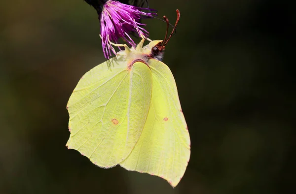 Brimstone Sur Fond Sombre — Photo