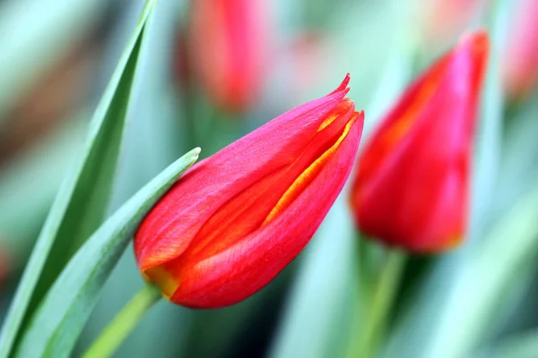 Jaro Jarní Tulipány Květiny Flóra — Stock fotografie