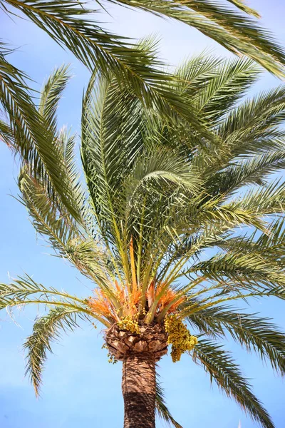 Φοίνικες Στη Μαγιόρκα Soller Spain Balearic — Φωτογραφία Αρχείου