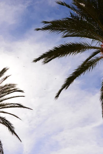 Palmen Mallorca Soller Spanje Balearic — Stockfoto