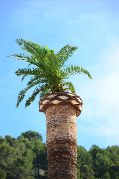 Palme Maiorca Soller Spagna Baleari — Foto Stock