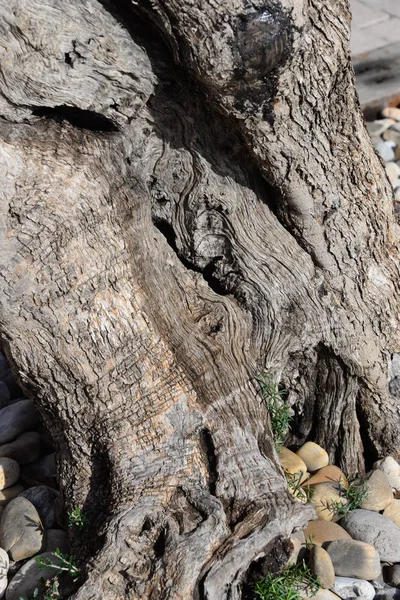 Olive Olive Tree Majorca Spain — Stock Photo, Image