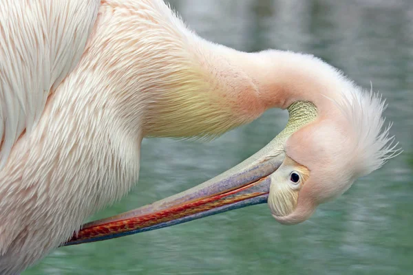 Malerischer Blick Auf Pelikanvogel Freier Wildbahn — Stockfoto