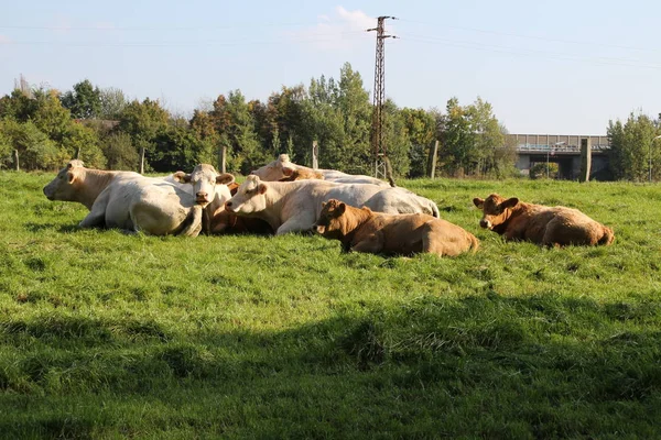 Krávy Pastvině — Stock fotografie