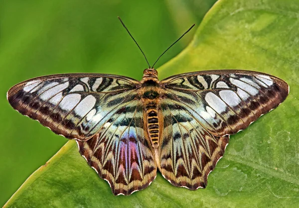 Tropičtí Námořníci Parthenos Sylvia — Stock fotografie