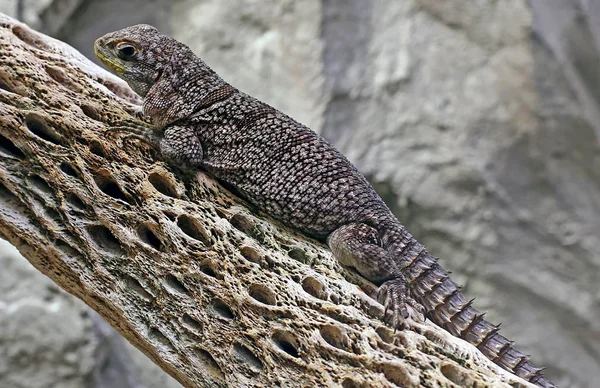 Exotic Animal Iguana Lizard — Stock Photo, Image