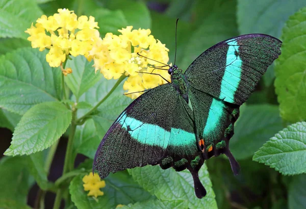 Neon Swallowtail Papilio Palinurus — Stock fotografie