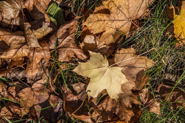 Kleurrijke Bladeren Het Gras — Stockfoto