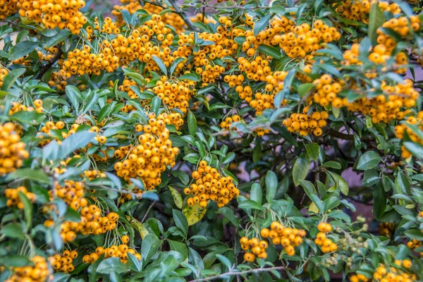 Arbusto Siempreverde Con Bayas Amarillas — Foto de Stock