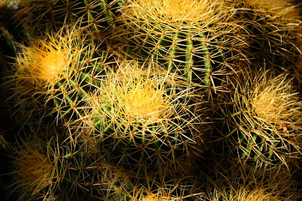 Kaktusväxt Tropisk Flora — Stockfoto