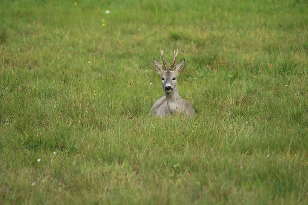 Ciervos Animales Mamíferos Naturaleza —  Fotos de Stock