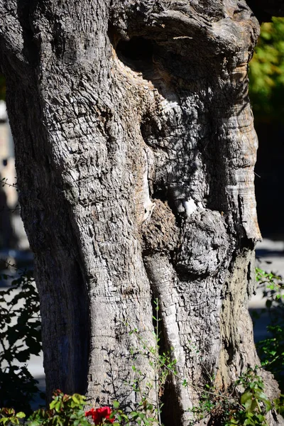 올리브 나무의 올리브 마요르카 가죽끈 — 스톡 사진