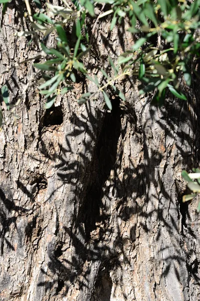 Olivenbaumstamm Olive Mallorca Spanien — Stockfoto