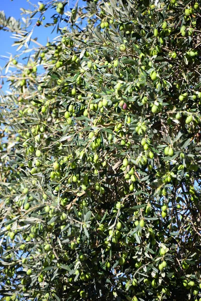 Olivenbaumstamm Olive Mallorca Spanien — Stockfoto