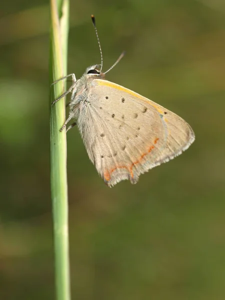 Closeup View Exotic Beautiful Falter — Stock Photo, Image