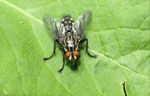 Närbild Insekter Vild Natur — Stockfoto