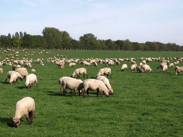 Ovelha Doméstica Pasto — Fotografia de Stock