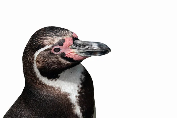 Humboldt Penguin Spheniscus Humboldti Exonerado —  Fotos de Stock