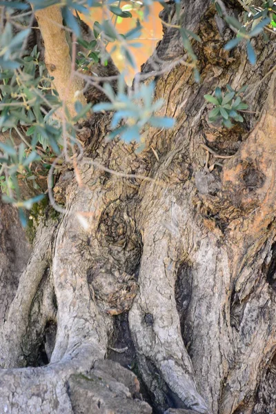 Pień Drzewa Oliwnego Oliwka Majorka Hiszpania — Zdjęcie stockowe