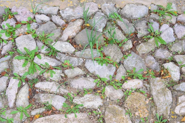 Pavimentação Superfície Pedras Pedra Paralelepípedo — Fotografia de Stock