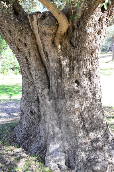 Raccolta Delle Olive Agricoltura Olivi — Foto Stock