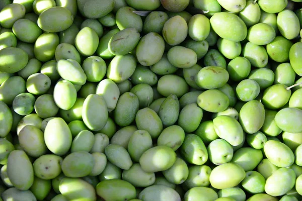 Olive Harvest Farming Agriculture Olives — Stock Photo, Image