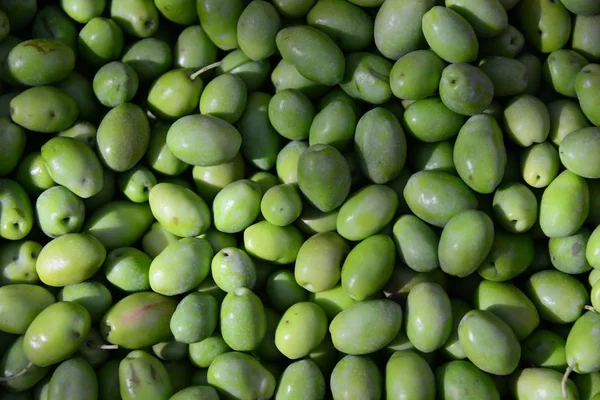 Olive Harvest Farming Agriculture Olives — Stock Photo, Image