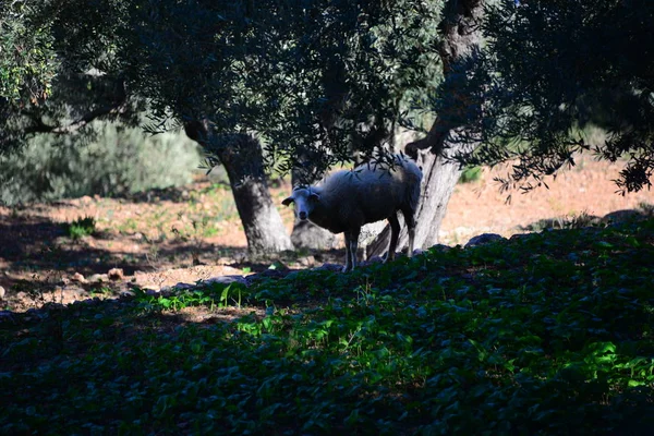 Συγκομιδή Ελαιοκάρπου Κτηνοτροφικές Ελιές — Φωτογραφία Αρχείου