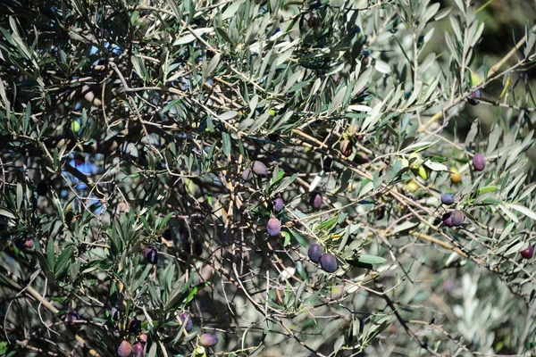 橄榄收获 农业橄榄种植 — 图库照片