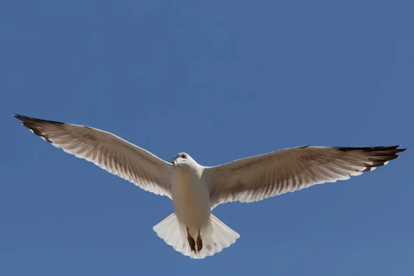 Möwe Fliegt Flug Blauen Himmel — Stockfoto