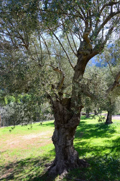 Olive Trees Flora Foliage — Stock Photo, Image
