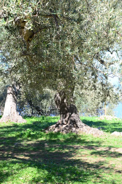Olivträd Flora Och Bladverk — Stockfoto