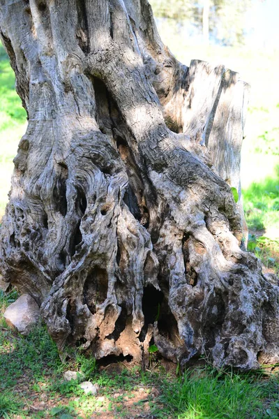 オリーブの木や植物や葉 — ストック写真