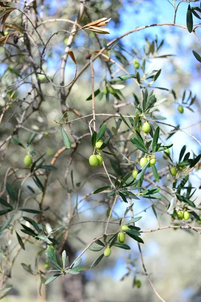 Olivos Flora Follaje —  Fotos de Stock