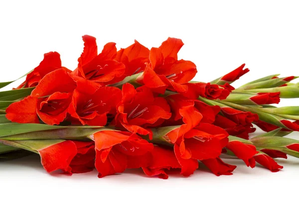 Red Gladiolus Flowers White Background — Stock Photo, Image