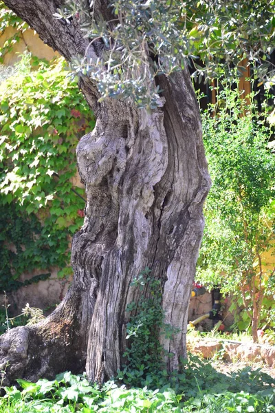 Drzewa Oliwne Flora Liście — Zdjęcie stockowe