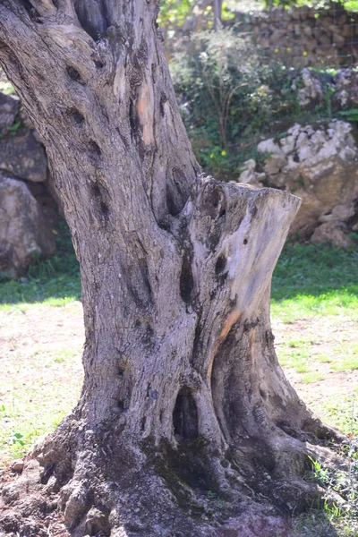 Olivenbäume Flora Und Laub — Stockfoto