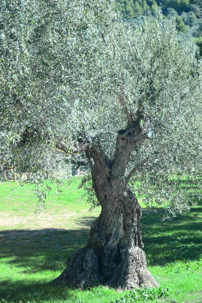 Olivos Flora Follaje — Foto de Stock